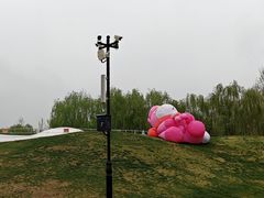 -荷兰花海