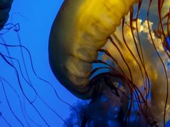 -太平洋海底世界