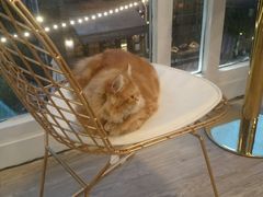 -有猫主题·治愈系猫咖(曾厝垵店)