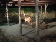 -清迈夜间动物园