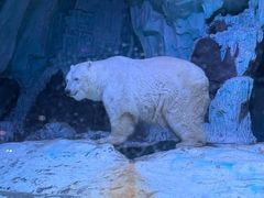 -海合安青岛极地海洋公园