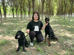 -北京京卫宠物寄养训练中心