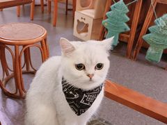-猫色咖啡·猫咖