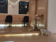-猫腻·猫咖·撸猫馆(星光大道店)