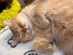 -和它·交个朋友·狗咖猫咖(爱琴海店)