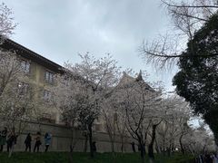 -武汉大学-樱园