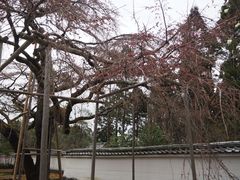 -醍醐寺