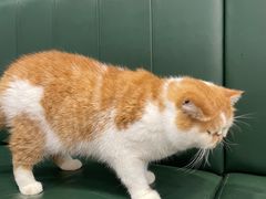 -安格丽娜·狗咖·猫咖羊驼咖(春熙路百盛商场店)
