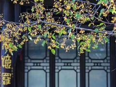 -莫愁湖公园