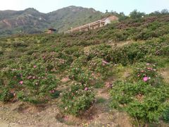 -密云玫瑰情园