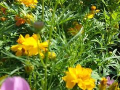 -金良酸菜鱼(宁海路总店)