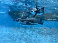 -帝企鹅自助餐厅•儿童岛•真企鹅(长隆企鹅酒店)