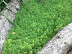 -成都市活水公园