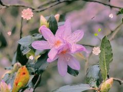 -梧桐山风景名胜区