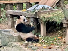 -广州长隆野生动物世界