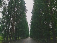 -桤木河湿地公园