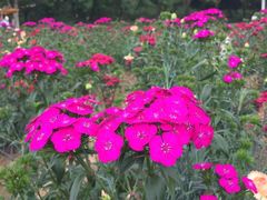 -松山湖梦幻百花洲