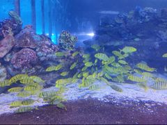 -太平洋海底世界