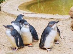 -费瑟代尔野生动物园