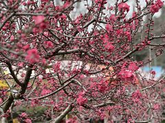 -桃源山庄·水蜜桃采摘·柴火鸡·烧烤团建(龙泉山店)