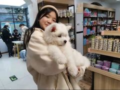 -翊宠yipet猫狗购宠庄园犬舍•猫舍