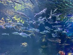 -华夏文旅海洋公园