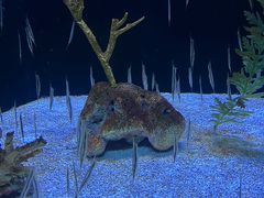 -上海海洋水族馆