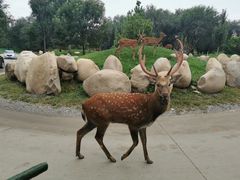 -北京野生动物园