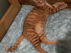 -爱侣宠医·鹦鹉专科·小型哺乳类·异宠专科(灵石路店)