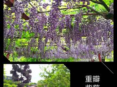 -嘉定紫藤园