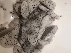 -豪客来牛排(重庆三峡广场步行街1704店)