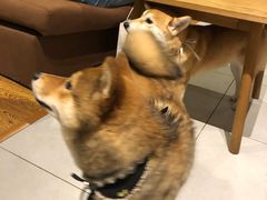 -柴务处·柴犬主题狗咖