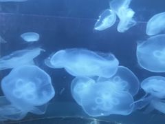 -重庆欢乐海底世界