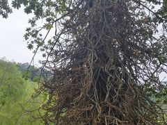 -槟城植物园