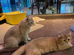 -大型宠物商超·宠海王国·宠物猫狗活体·用品·美容(新世界百货重庆店)