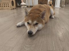 -柴迷FANS CLUB·柴犬狗咖·猫咖