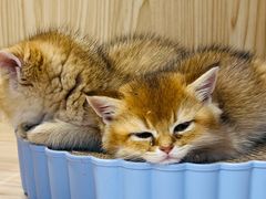 -屋虎猫馆(宝安大仟里店)
