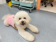 -小呆的宠物店·宠物售卖·宠物寄养(城西店)