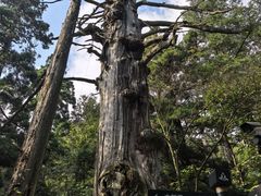 -天目山大树王景区