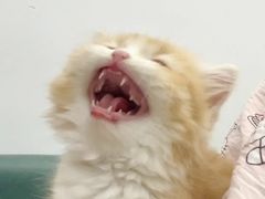 -爱侣宠医·鹦鹉专科·小型哺乳类·异宠专科(灵石路店)