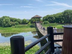 -荷塘月色湿地公园·向阳花洲
