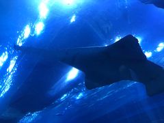 -迪拜水族馆及水下动物园