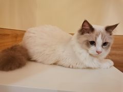 -滚猫咖啡·猫咖·猫友好撸猫(未来城店)