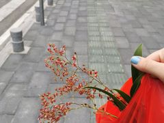 -溪岸路花鸟市场