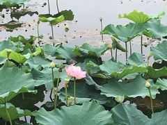 -荷塘月色湿地公园·向阳花洲