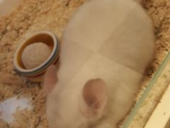 -龙猫仔乐园(惠福东路店)