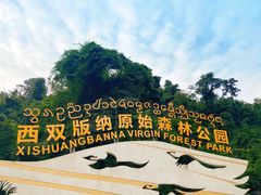 -西双版纳原始森林公园