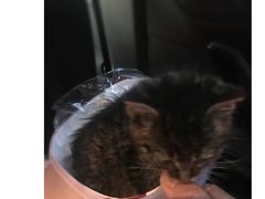 -艾贝尔宠物医院·24H转诊中心·肿瘤猫专科(江宁双龙店)