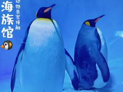 -海合安成都极地海洋公园