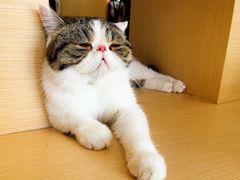 -瞄一喵猫咖(格力海岸店)